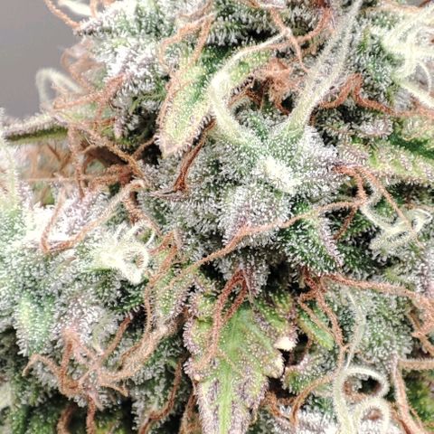 Purple Haze Auto growlog timeline photo