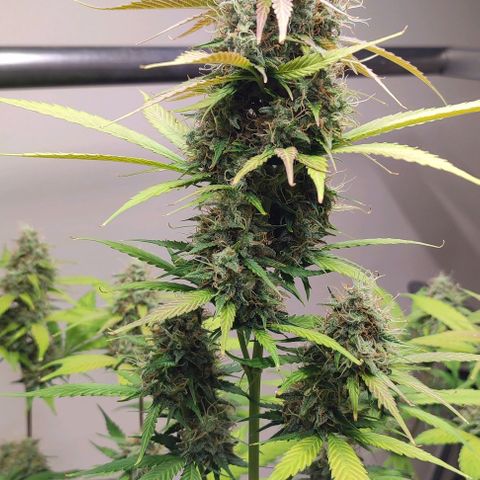 Purple Haze Auto growlog timeline photo