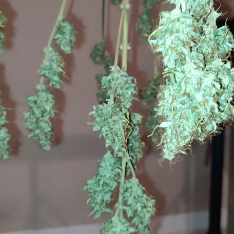 Purple Haze Auto growlog timeline photo