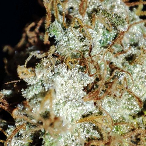 Purple Haze Auto growlog timeline photo