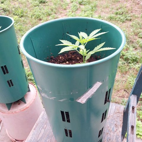 banana karamell growlog timeline photo