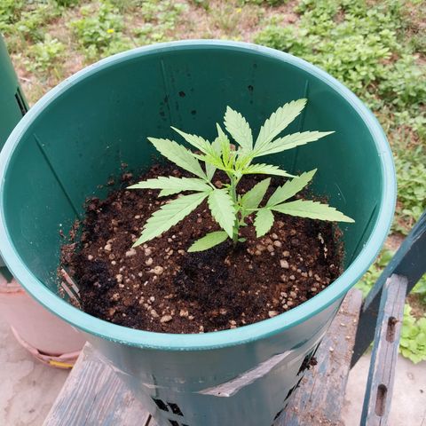 banana karamell growlog timeline photo