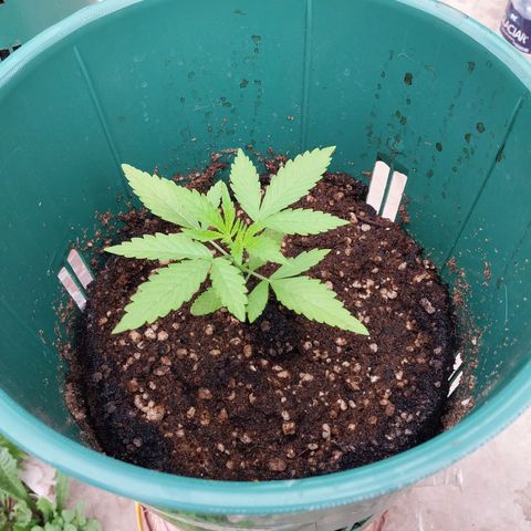 chocojacky growlog timeline photo