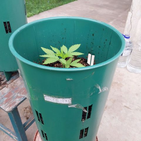 chocojacky growlog timeline photo