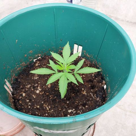 sweetiee growlog timeline photo