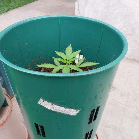 sweetiee growlog timeline photo