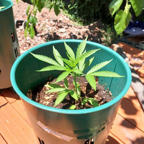 sweetiee growlog timeline photo