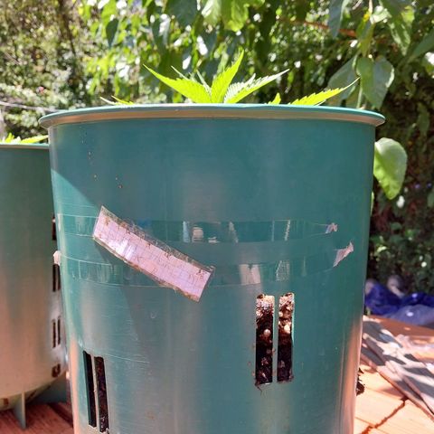 sweetiee growlog timeline photo