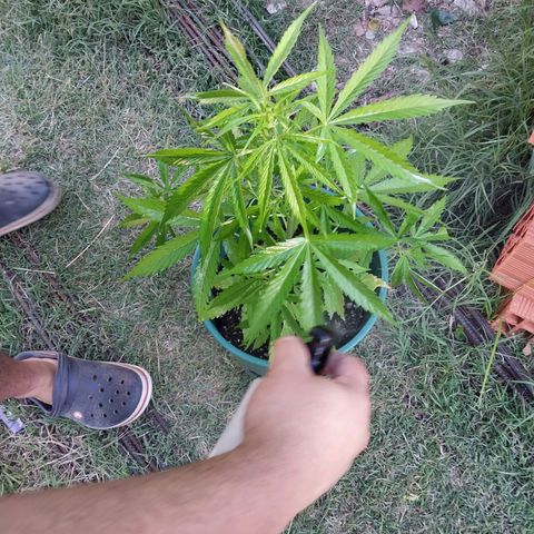 banana karamell growlog timeline photo