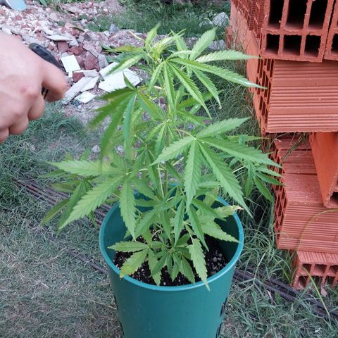 banana karamell growlog timeline photo