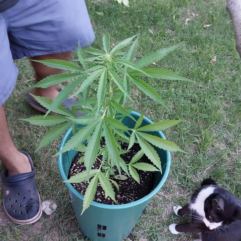 sweetiee growlog timeline photo