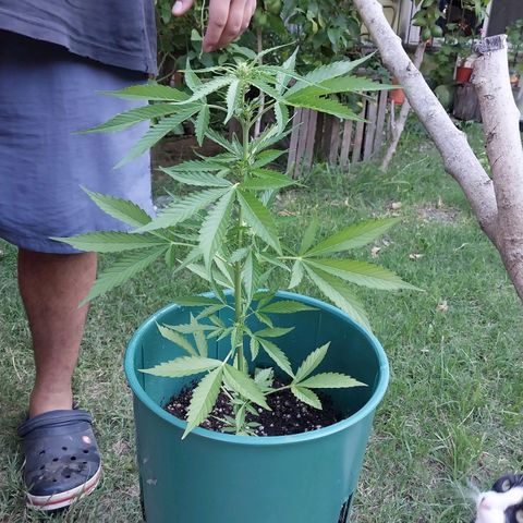 sweetiee growlog timeline photo