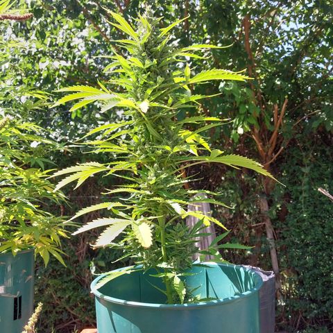 sweetiee growlog timeline photo