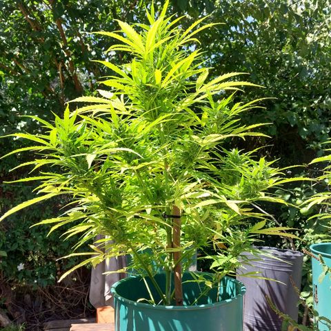 banana karamell growlog timeline photo