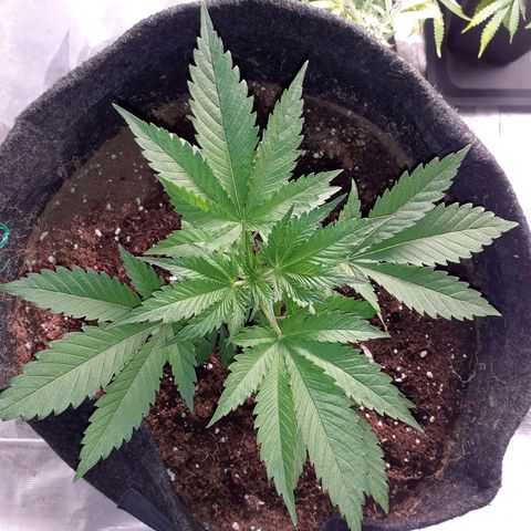 Pakistan Valley  growlog timeline photo