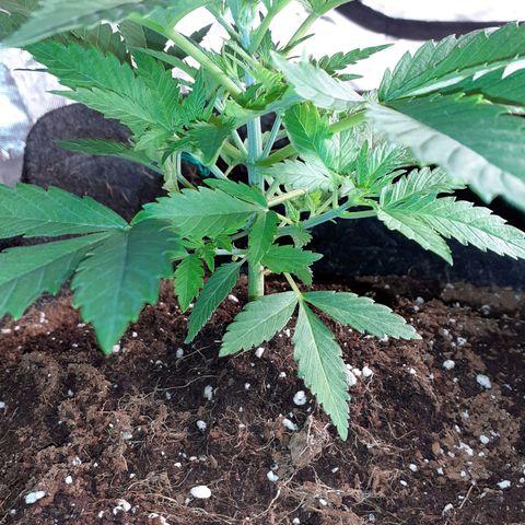 Pakistan Valley  growlog timeline photo