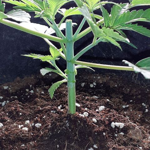 Pakistan Valley  growlog photo: Looks like Iv done a good job 😁👌