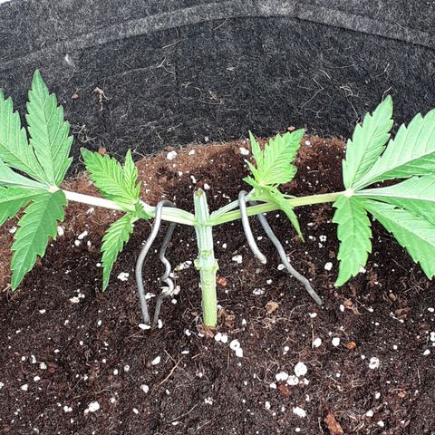 Pakistan Valley  growlog timeline photo