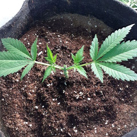 Pakistan Valley  growlog photo: Looks like Iv done a good job 😁👌
