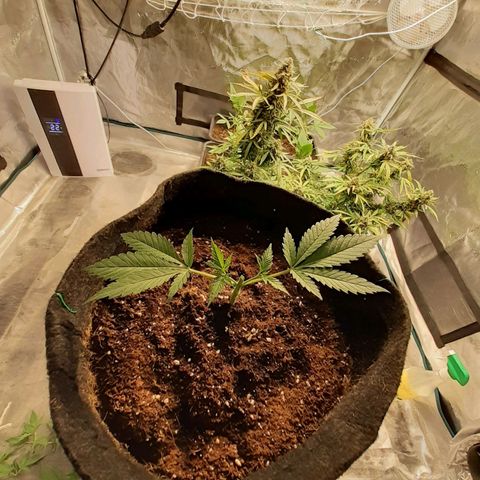 Pakistan Valley  growlog photo: Looks like Iv done a good job 😁👌