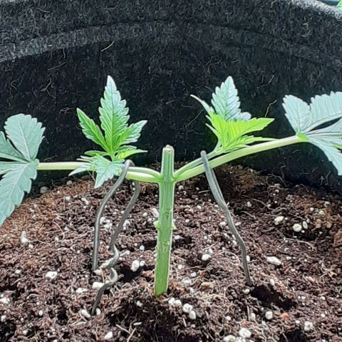 Pakistan Valley  growlog timeline photo