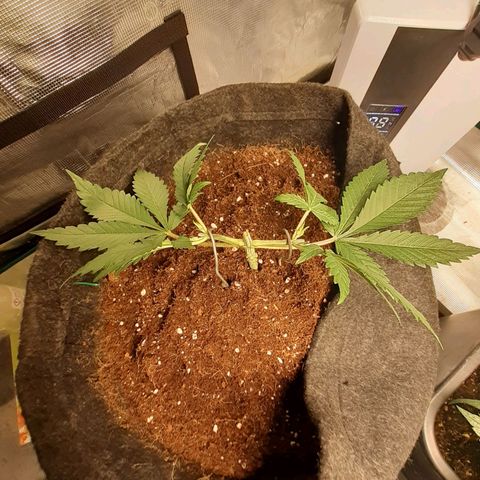 Pakistan Valley  growlog timeline photo