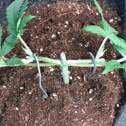 Pakistan Valley  growlog timeline photo
