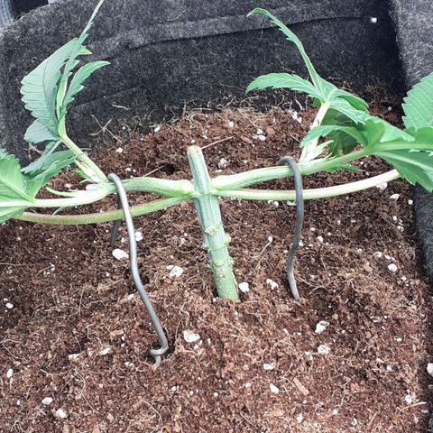 Pakistan Valley  growlog timeline photo
