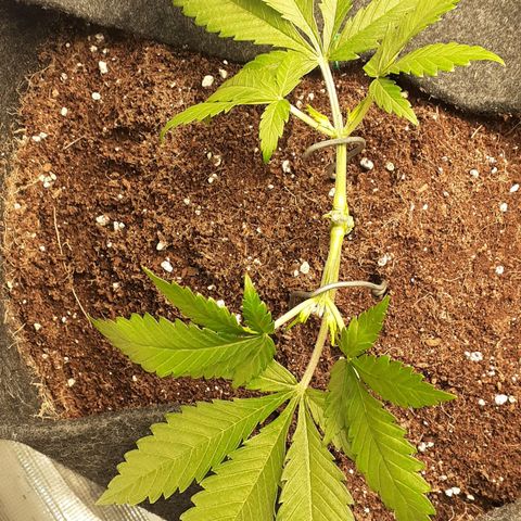 Pakistan Valley  growlog timeline photo