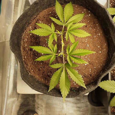 Pakistan Valley  growlog timeline photo