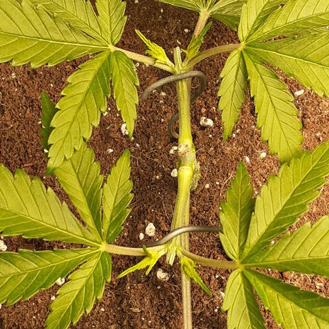 Pakistan Valley  growlog timeline photo