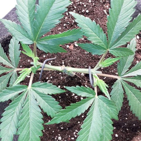 Pakistan Valley  growlog timeline photo