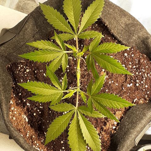 Pakistan Valley  growlog timeline photo