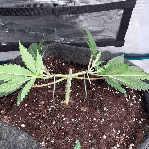 Pakistan Valley  growlog timeline photo