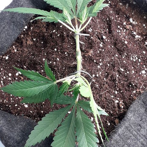 Pakistan Valley  growlog timeline photo