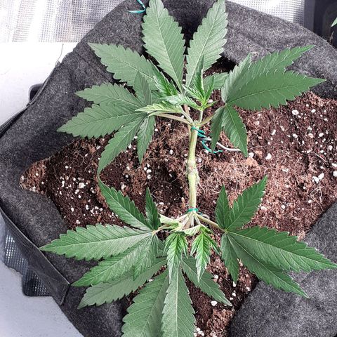 Pakistan Valley  growlog timeline photo