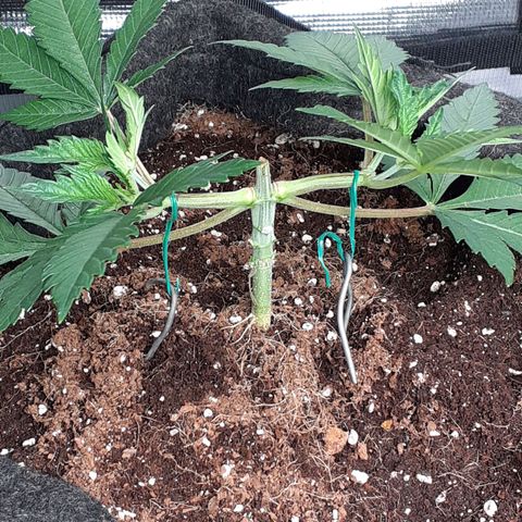 Pakistan Valley  growlog timeline photo