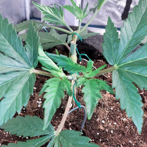 Pakistan Valley  growlog timeline photo