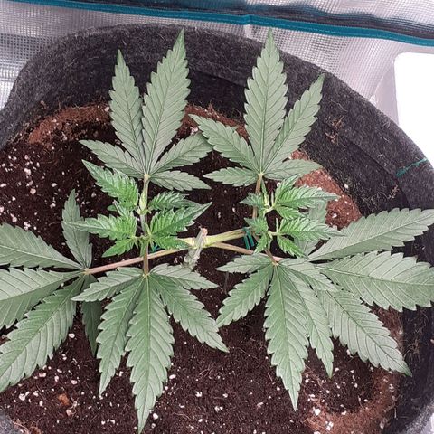 Pakistan Valley  growlog timeline photo