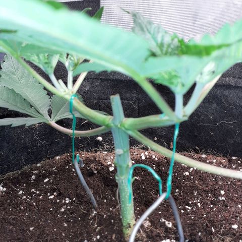 Pakistan Valley  growlog timeline photo