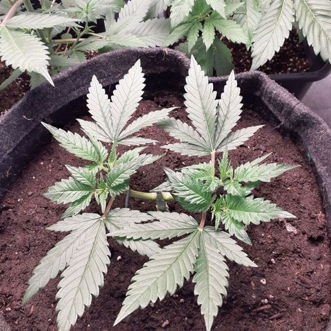 Pakistan Valley  growlog timeline photo