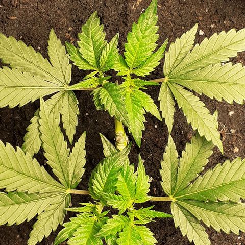 Pakistan Valley  growlog timeline photo