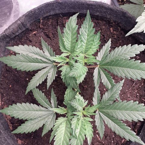 Pakistan Valley  growlog timeline photo