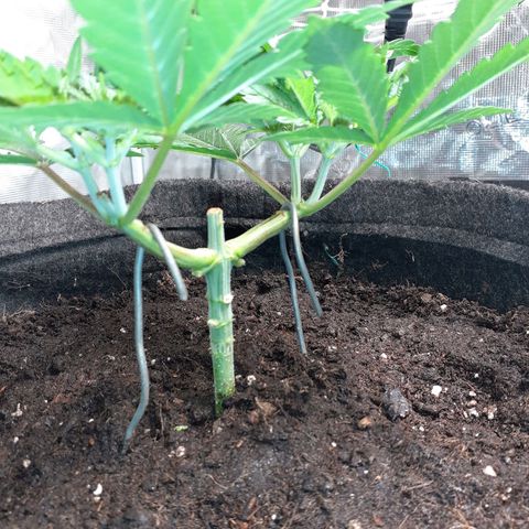 Pakistan Valley  growlog timeline photo