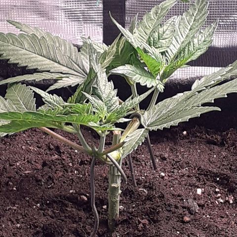 Pakistan Valley  growlog timeline photo