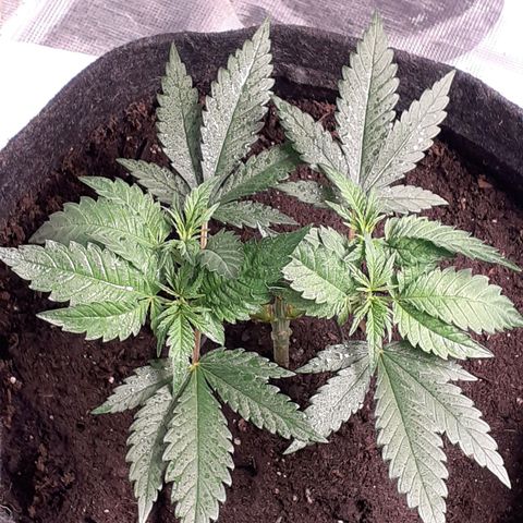 Pakistan Valley  growlog timeline photo