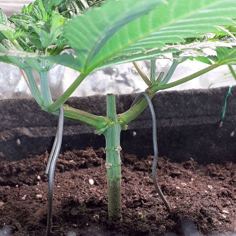 Pakistan Valley  growlog timeline photo