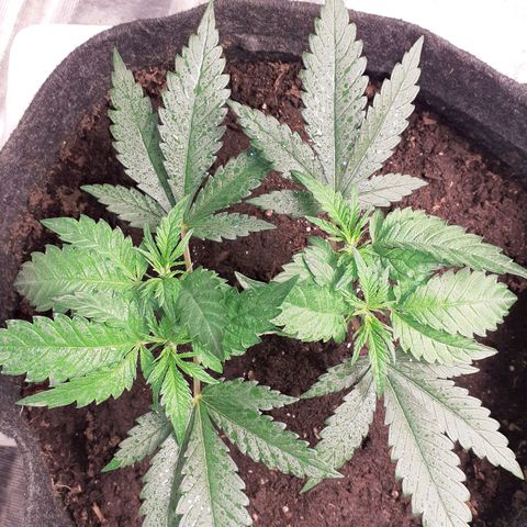 Pakistan Valley  growlog timeline photo
