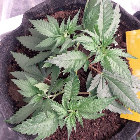 Pakistan Valley  growlog timeline photo