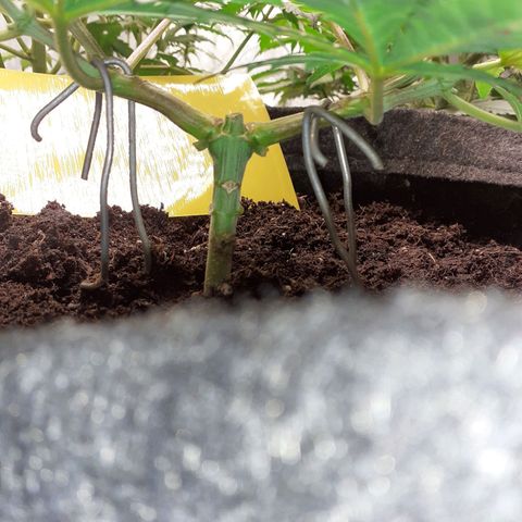 Pakistan Valley  growlog timeline photo